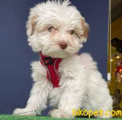 İki Adet Dişi Maltipoo Yavrularımız Sizlerle 2