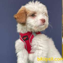 İki Adet Dünya Güzeli Dişi Maltipoo Yavrularımız 3
