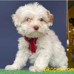 İki Adet Dünya Güzeli Dişi Maltipoo Yavrularımız 2