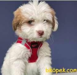 İki Adet Dünya Güzeli Dişi Maltipoo Yavrularımız 4