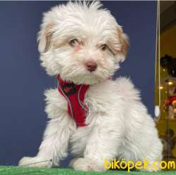 İki Adet Dünya Güzeli Dişi Maltipoo Yavrularımız 1