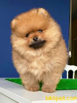 İki Adet Safkan Pomeranian BOO Erkek Yavrularım 1