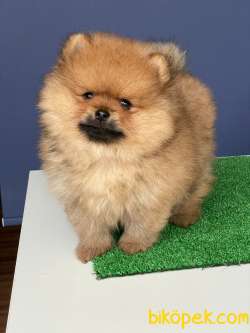 İki Adet Safkan Pomeranian BOO Erkek Yavrularım 4