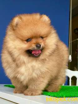 İki Adet Safkan Pomeranian BOO Erkek Yavrularım 3