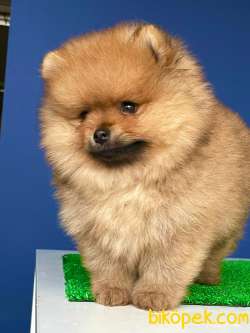 İki Adet Safkan Pomeranian BOO Erkek Yavrularım 2