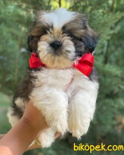 İki Aylık Shih Tzu Erkek 3