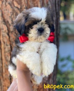 İki Aylık Shih Tzu Erkek 2