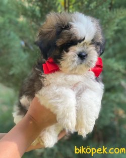 İki Aylık Shih Tzu Erkek 4