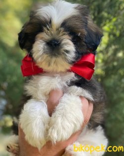 İki Aylık Shih Tzu Erkek 1