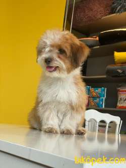 İki Buçuk Aylık Maltipoo Kızım 5
