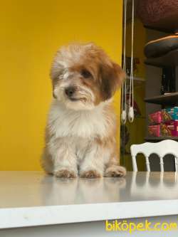 İki Buçuk Aylık Maltipoo Kızım 4