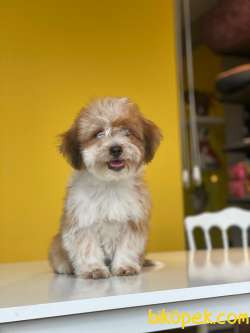 İki Buçuk Aylık Maltipoo Kızım 3