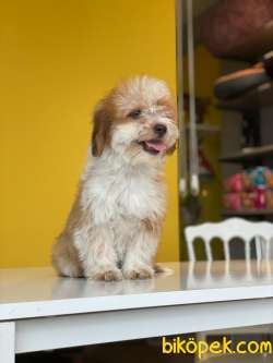 İki Buçuk Aylık Maltipoo Kızım 2