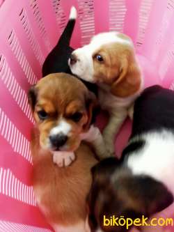 İki Ve Üç Renk Harika Beagle Yavrularımız 4