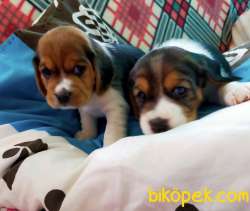 İki Ve Üç Renk Harika Beagle Yavrularımız 2