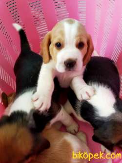 İki Ve Üç Renk Harika Beagle Yavrularımız 1