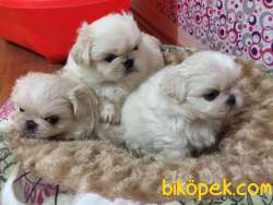 İMPERİAL PEKİNEZ BEBEKLERİMİZ 1