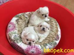 İMPERİAL PEKİNEZ BEBEKLERİMİZ 2