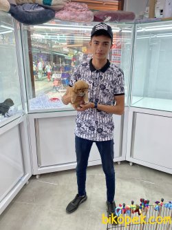 İmperial Pekinez Yavruları 3