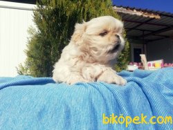 Imperial Pekinez Yavrularımız 4