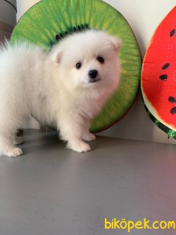 İNANILMAZ GÜZEL POMERANİAN BOO YAVRULARIMIZ 1