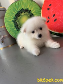 İNANILMAZ GÜZEL POMERANİAN BOO YAVRULARIMIZ 2