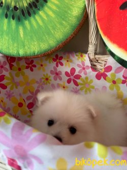 İNANILMAZ GÜZEL POMERANİAN BOO YAVRULARIMIZ 3