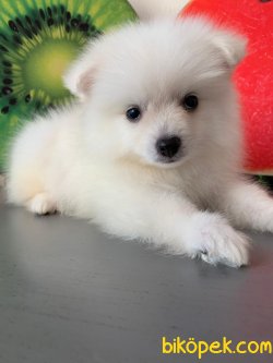 İNANILMAZ GÜZEL POMERANİAN BOO YAVRULARIMIZ 4
