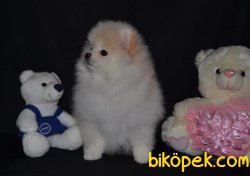 İNANILMAZ GÜZEL POMERANİAN BOO YAVRULARIMIZ 1