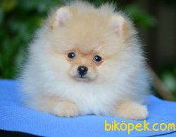 İNANILMAZ GÜZEL POMERANİAN BOO YAVRULARIMIZ 3