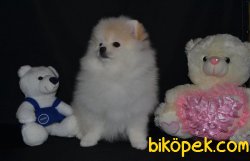 İNANILMAZ GÜZEL POMERANİAN BOO YAVRULARIMIZ 4