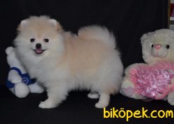 İNANILMAZ GÜZEL POMERANİAN BOO YAVRULARIMIZ 5