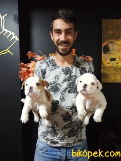 İngiliz Bulldog 3