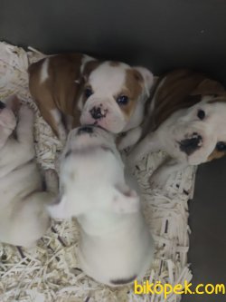 İngiliz Bulldog 5
