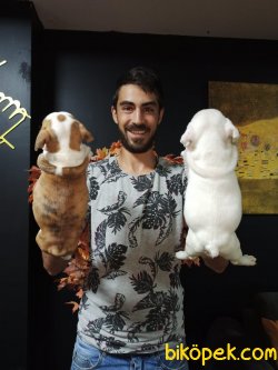 İngiliz Bulldog 1
