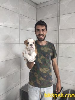 İngiliz Bulldog 1