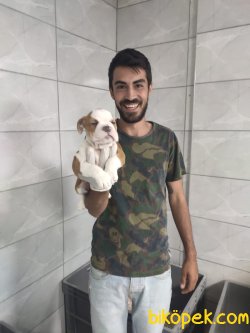 İngiliz Bulldog 4