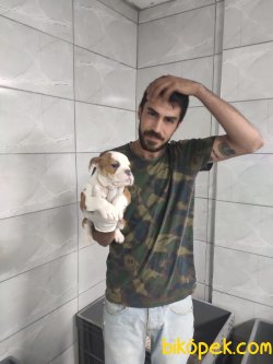 İngiliz Bulldog 3