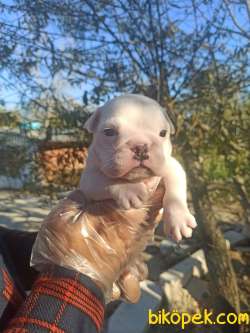 İNGİLİZ BULLDOG 4