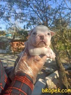 İNGİLİZ BULLDOG 3