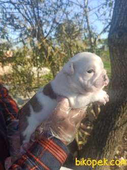 İNGİLİZ BULLDOG 2