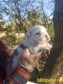 İNGİLİZ BULLDOG 5
