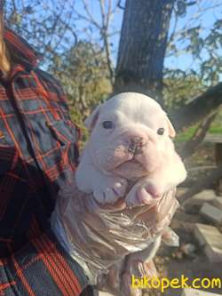 İNGİLİZ BULLDOG 1