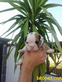 İNGİLİZ BULLDOG 4