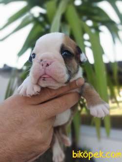 İNGİLİZ BULLDOG 1