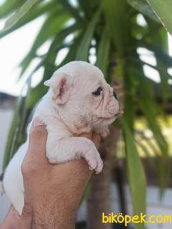 İNGİLİZ BULLDOG 3