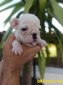 İNGİLİZ BULLDOG 2