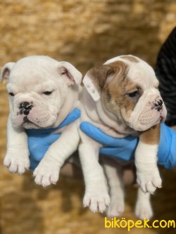 İngiliz Bulldog Bebeğimiz Orjinal 1