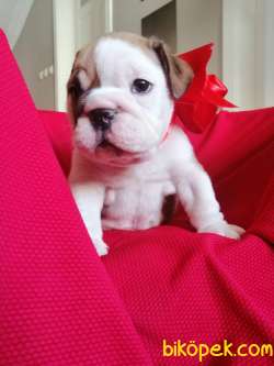 İNGİLİZ BULLDOG BEBEKLER 4