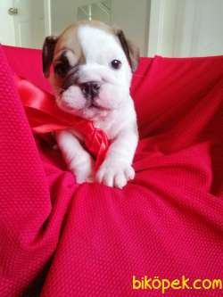 İNGİLİZ BULLDOG BEBEKLER 2